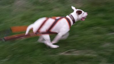Dog weight pulling harness