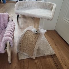 cat beds