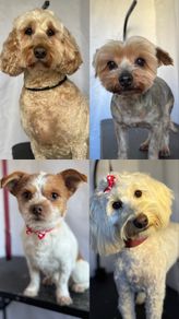 dog grooming