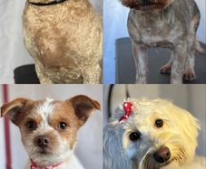 dog grooming