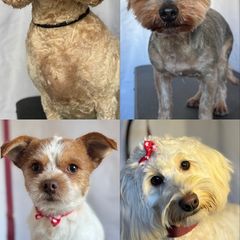 dog grooming