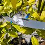 citrus  lemon tree Image 3