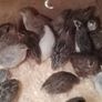 Coturnix Quail wide variety of Colours Image 6