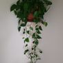 Beautiful hanging plant Image 3