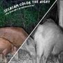 ZEISS Secacam 5 Wildlife Camera Image 8