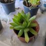 succulent Image 3