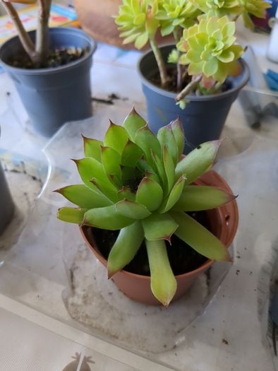 succulent