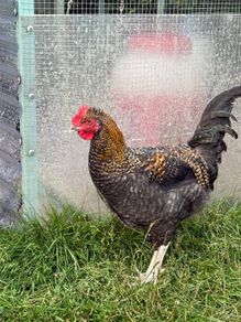 17 weeks Olive Egger Rooster for sale