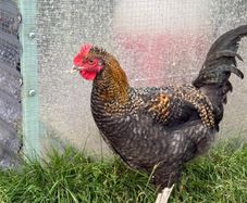 17 weeks Olive Egger Rooster for sale