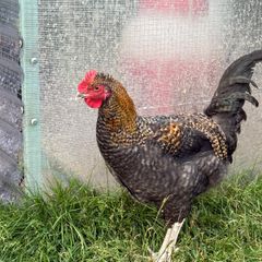 17 weeks Olive Egger Rooster for sale
