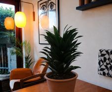 Dracaena Plant with Terracotta Pot and Saucer