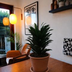 Dracaena Plant with Terracotta Pot and Saucer