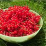 Redcurrant Plant Image 4
