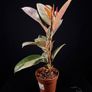 plant Image 3