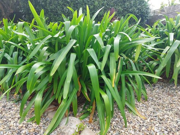 Giant agapanthus or African lily