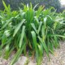 Giant agapanthus or African lily Image 2