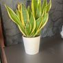 Mother tongue indoor house plant Image 8