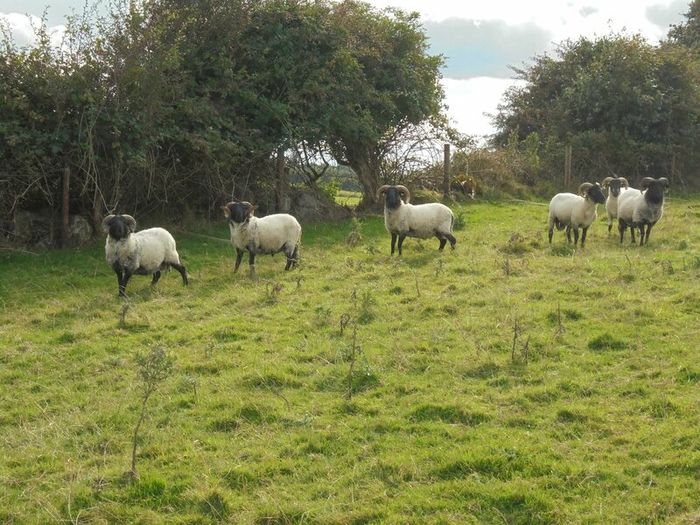 Teaser Rams    For Hire ..... Hire Available !!