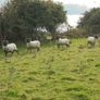 Teaser Rams    For Hire ..... Hire Available !! Image 5