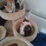 Kittens Image 4