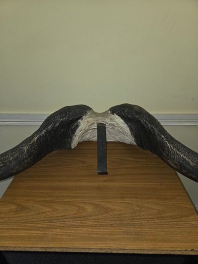 African Water Buffalo Horns