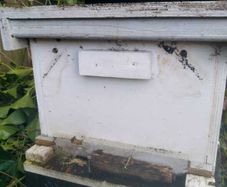 Beehive with bees