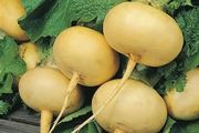 (T) Turnip Petrovskaja 1 seeds 2g (123797)