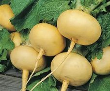 (T) Turnip Petrovskaja 1 seeds 2g (123797)