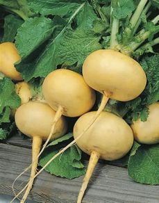 (T) Turnip Petrovskaja 1 seeds 2g (123797)