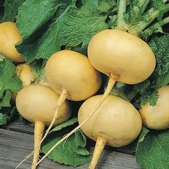 (T) Turnip Petrovskaja 1 seeds 2g (123797)