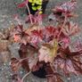 30 super flowering plants/shrubs Image 9
