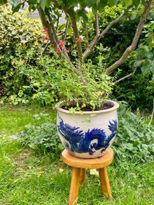 Potted Salvia Hot Lips