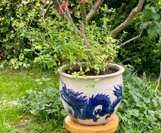 Potted Salvia Hot Lips