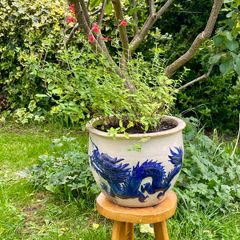 Potted Salvia Hot Lips