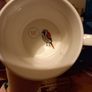 Funny Bird mug Image 3