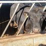 Pedigree Aberdeen Angus Bulls Image 7