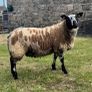 Pedigree Dutch Spotted ram lambs Image 2