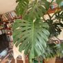Monstera plant large Image 5