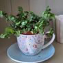Turtle Vine. Tradescantia Callisia repens.House plant. Image 6