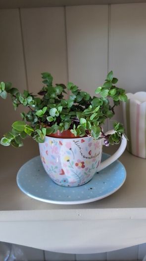 Turtle Vine. Tradescantia Callisia repens.House plant.
