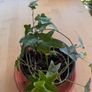 Easy care ivy plant Image 3
