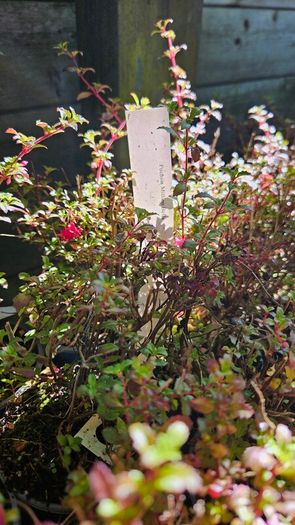 Fuchsia Plants 2euros