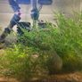 Aquarium Fish - Celestial Pearl Danios / Galaxy Rasboras Image 2