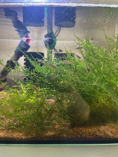 Aquarium Fish - Celestial Pearl Danios / Galaxy Rasboras