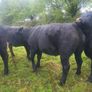 Organic  Aa. X  Heifers Drumboshambo Mart Sat.24 Image 5