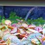 Premium Red Root Floaters & Frogbit Image 5