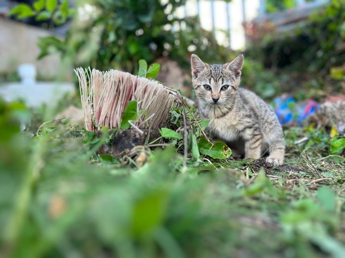 Playful Kittens Looking for Loving Homes
