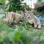 Playful Kittens Looking for Loving Homes Image 4