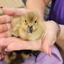 ducklings Image 2