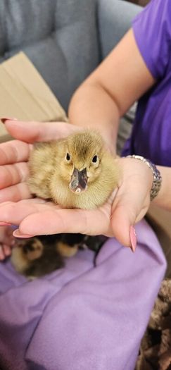 ducklings